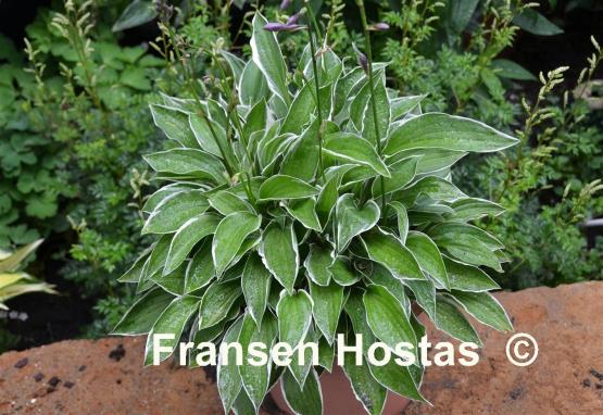 Hosta Lime Fizz